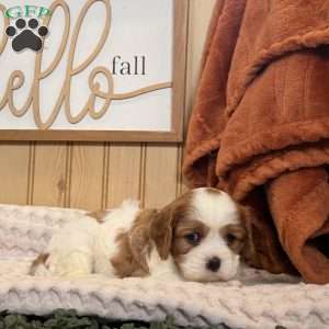 Carlet, Cavalier King Charles Spaniel Puppy